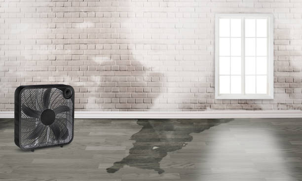 Best Flood restoration services  in Washington, WV